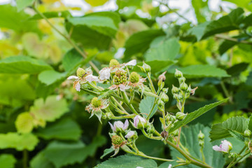 Brombeerepflanze Brombeerknospen Brombeerblüten