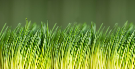 Green fresh grass on a green background. Close up