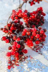 Snow covered red viburnum berries on light blurred background