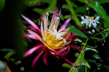 Cactus Orquidea Epiphyllum Anguliger