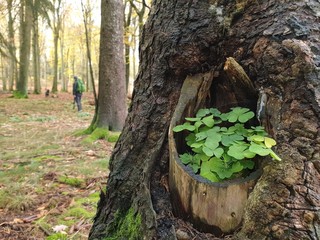 tree in the forest