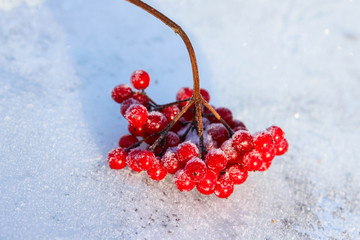 Snow covered red viburnum berries on light blurred background