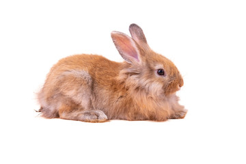Baby cute rabbits has a pointed ears, brown fur and sparkling eyes, on yellow background, to Easter festival and holidays concept.