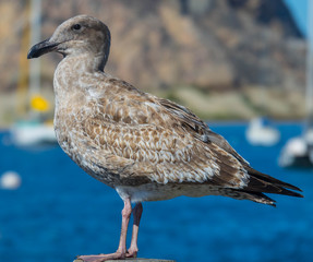 Young seagull at the seaside 
