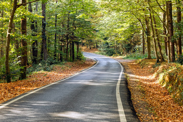 Fototapeta na wymiar Curved asphalt road bending into forest in autumn season. Autumn leaves between road and the trees. Sunlight passing through trees and falls onto ground.