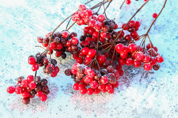 Snow covered red viburnum berries on light blurred background