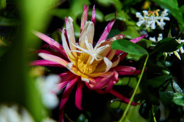 Cactus Orquidea Epiphyllum Anguliger
