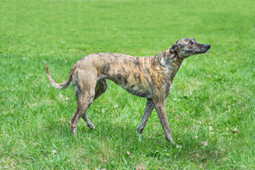 Hunting dog English Greyhound