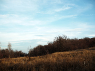 Obraz na płótnie Canvas autumn tree in the field november