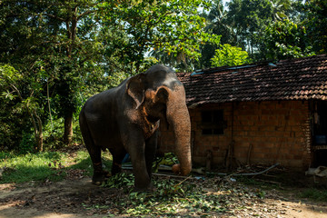Fototapeta na wymiar Beautiful Indian elephant eats leaves and tree branches near the hut.