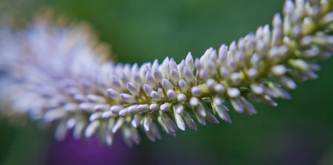 Veronicastrum virginicum  - Culver's root 'Fascination' blooming flowers macro.