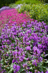 Stacyh Macrantha -  Robusta betony -  medicinal herb, small violet flowers.