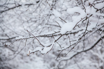Winter forest. Winter background, tree branches in the snow