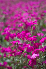 Lychnis walkeri 'Abbotswood Rose' -  pink blooming rose campion meadow.