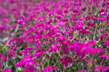Lychnis walkeri 'Abbotswood Rose' -  pink blooming rose campion meadow.