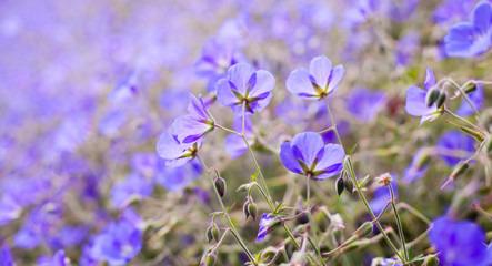 Fototapeta na wymiar Geranium Jolly Bee - garden plant with blue and purple decorative flowers.