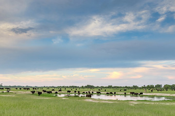 Herd of buffalo in Moremi Game Reserve in the Okavango Delta