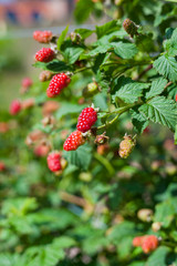 The loganberry is a delicious fruit , hybrid of raspberry and blackberry.