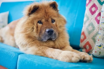 Adorably cute golden brown chowchow dog on a blue couch