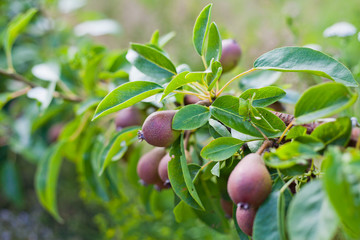 Pear orchard -  delicious sweet fruit on the farm.