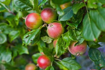 Young apple fruit in the orchard, early summer.
