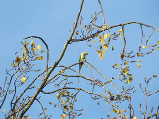 Parrot on a Tree in Vondelpark in Amsterdam, the Netherlands