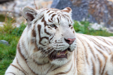 Fototapeta na wymiar White or bleached tiger. Bengal tiger.