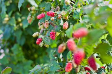 The loganberry is a delicious fruit , hybrid of raspberry and blackberry.