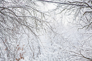 Winter forest. Winter background, tree branches in the snow.