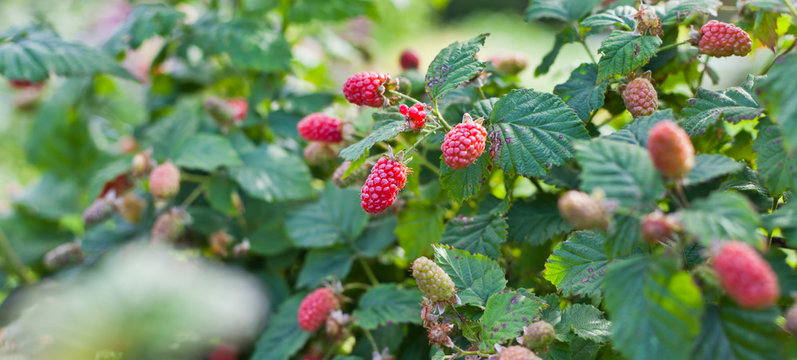 The loganberry is a delicious fruit , hybrid of raspberry and blackberry.