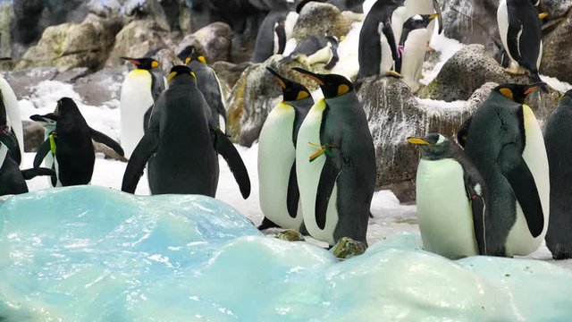 Slow motion, group of black and white king penguins in zoological garden with ice and snow