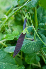 Purple pea pods and flowers in the vegetable garden.