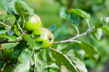 Young apple fruit in the orchard, early summer.