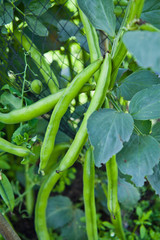 Fototapeta premium Broad Beans in the vegatable garden.