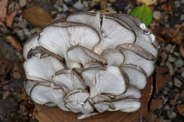 A sprout of oyster mushrooms lies on a stump.