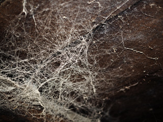 cobweb in winter abstract background