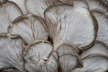 The background consists of oyster mushrooms.