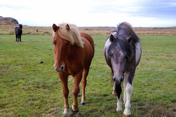 Naklejka na ściany i meble Iceland horses in the pasture in Iceland