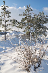 Winter landscape with snow and trees