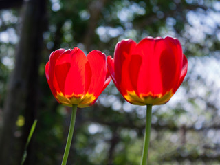 Obraz premium Red tulips on a background of greenery and a beautiful bokeh.