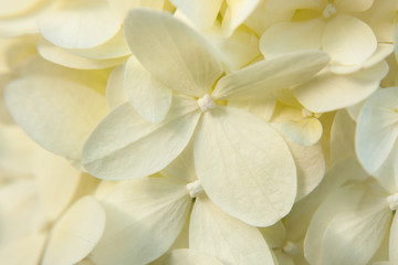 Obraz na płótnie Canvas Summer gentle background of petals of white hydrangeas.