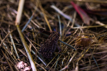 small brown toad in grass