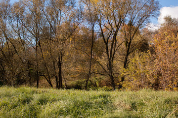 Park, green grass and trees with flown foliage on the blue-green sky.