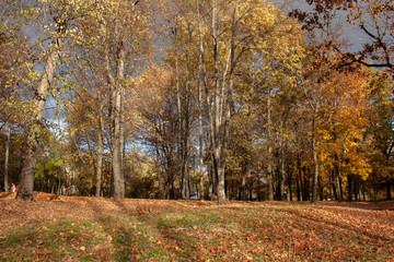 The last days of golden autumn. Park, trees in flying around yellow, orange, red foliage. The grass is littered with flown leaves. Pre-storm sky
