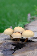 champignons sur un arbre