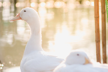 Close up and selective focus of beautiful young white duck near pond at the park in the morning with sunlight and water blurred background.