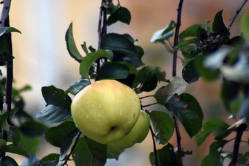 Apple tree with green apples