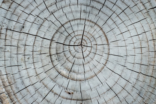Close up view of tree rings