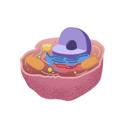 The inside of a human cell