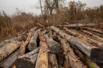 Fototapeta na wymiar old felled trees near the forest